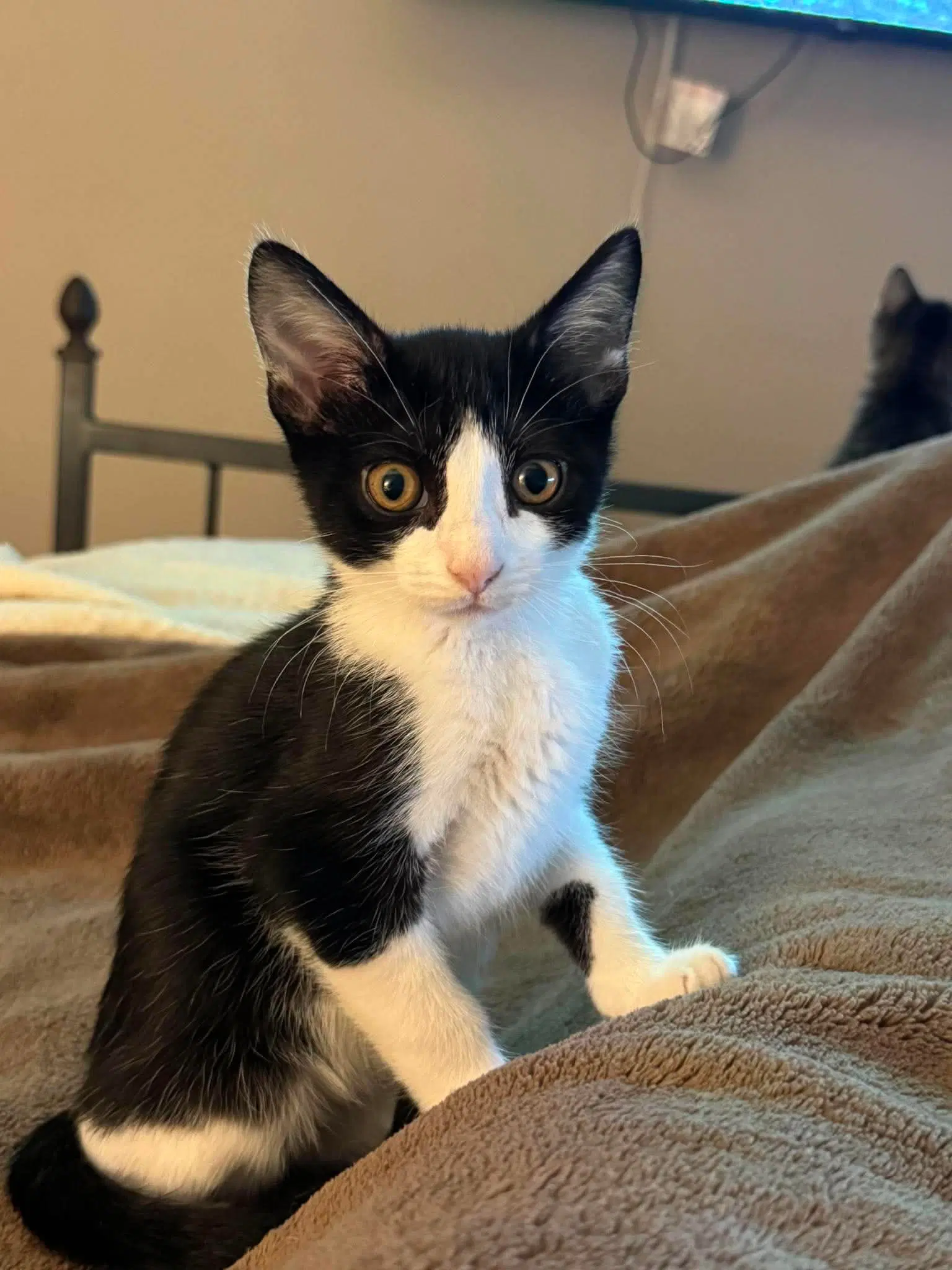 Pedal - Domestic Short Hair