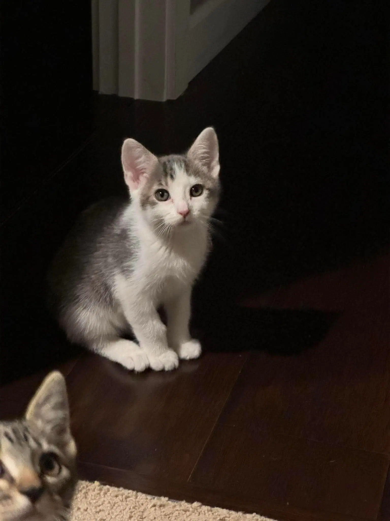 Sprocket - Domestic Short Hair
