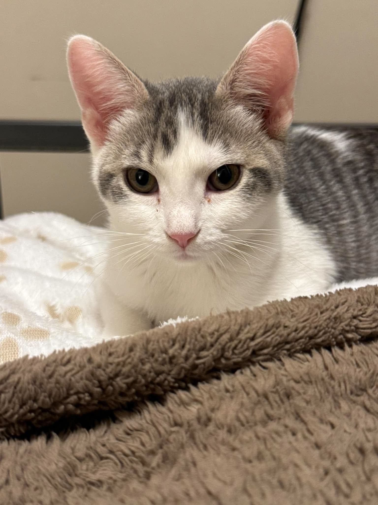 Sprocket, Domestic Short Hair