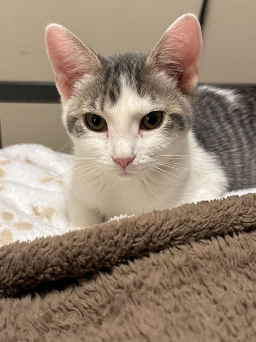 Sprocket, a cat for adoption from Matty's Heart & Soul Animal Rescue
