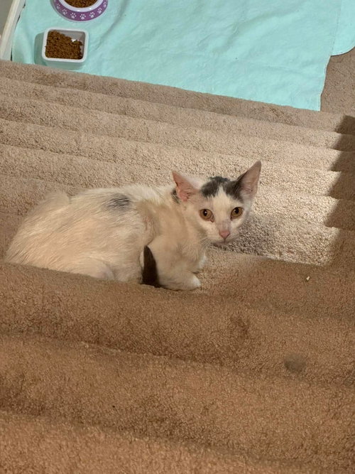 Massey Ferguson, a cat for adoption from Matty's Heart & Soul Animal Rescue