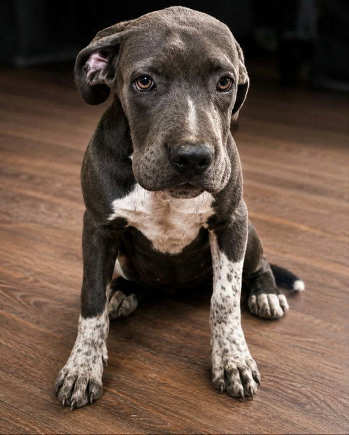 Annalisa, an adoptable dog