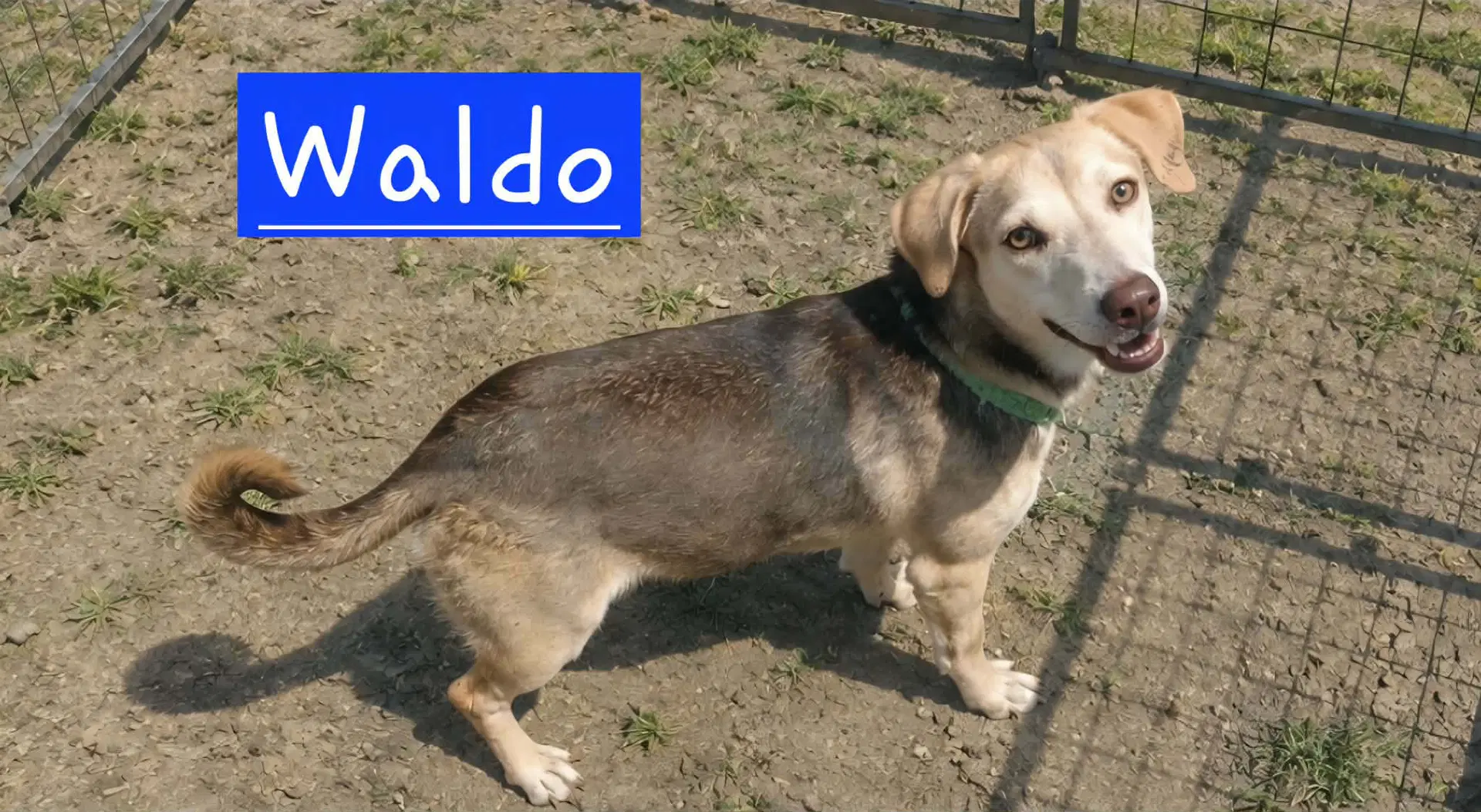 Sir Waldo - Beagle