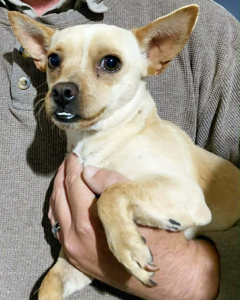 Churro - Chihuahua