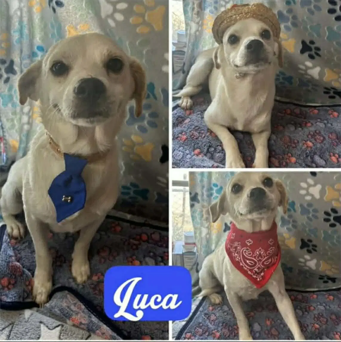 Lucio Luca - Chihuahua