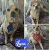 Lucio (Luca)