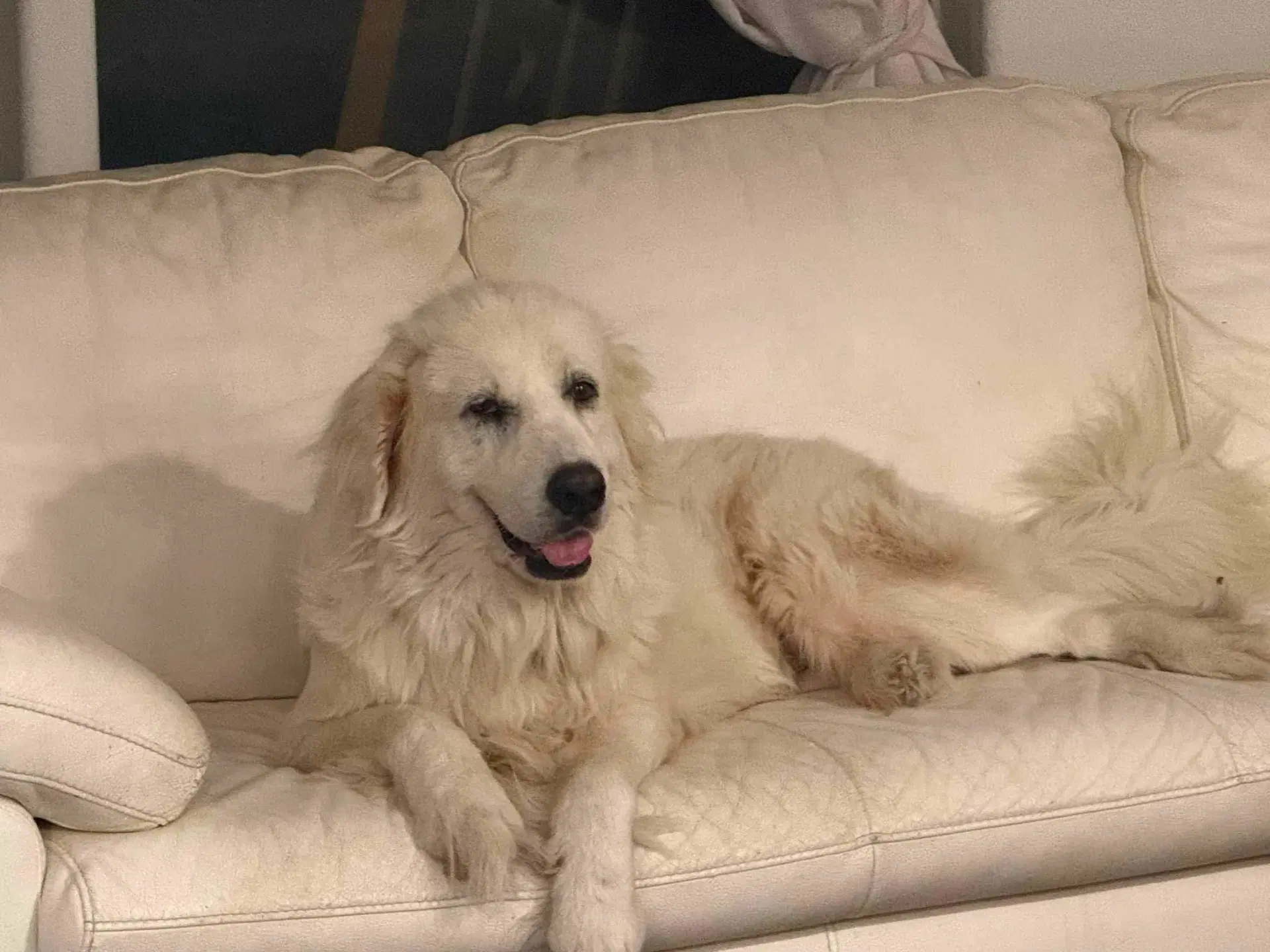 Lucki - Great Pyrenees