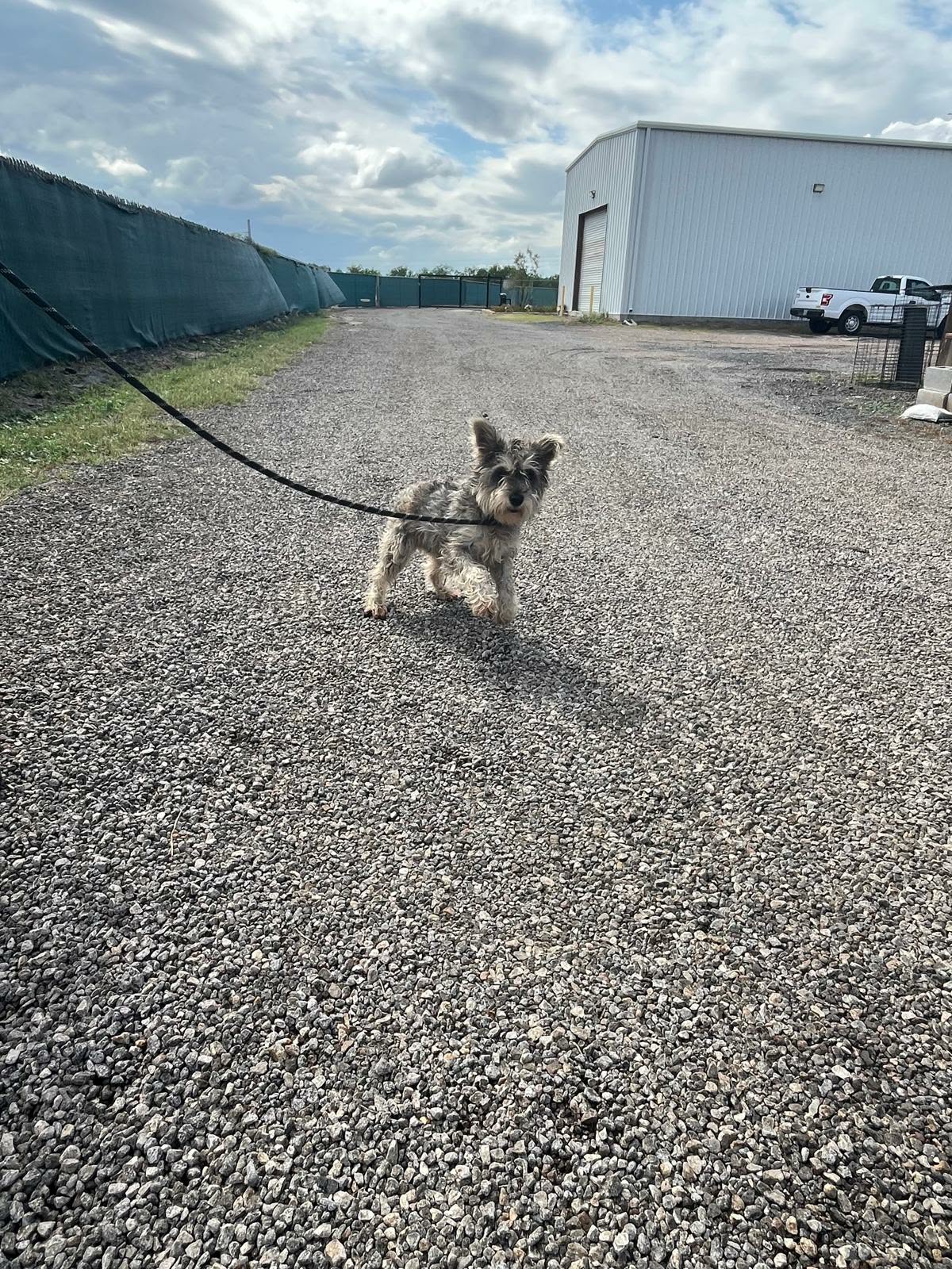 Jenna - Yorkshire Terrier Yorkie