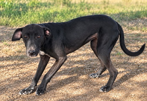 Dahlia Vex, an adoptable dog