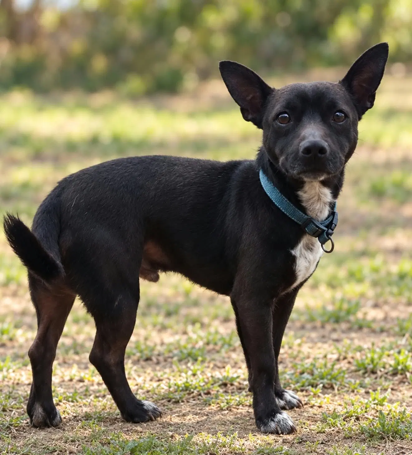 Phoenix - Chihuahua