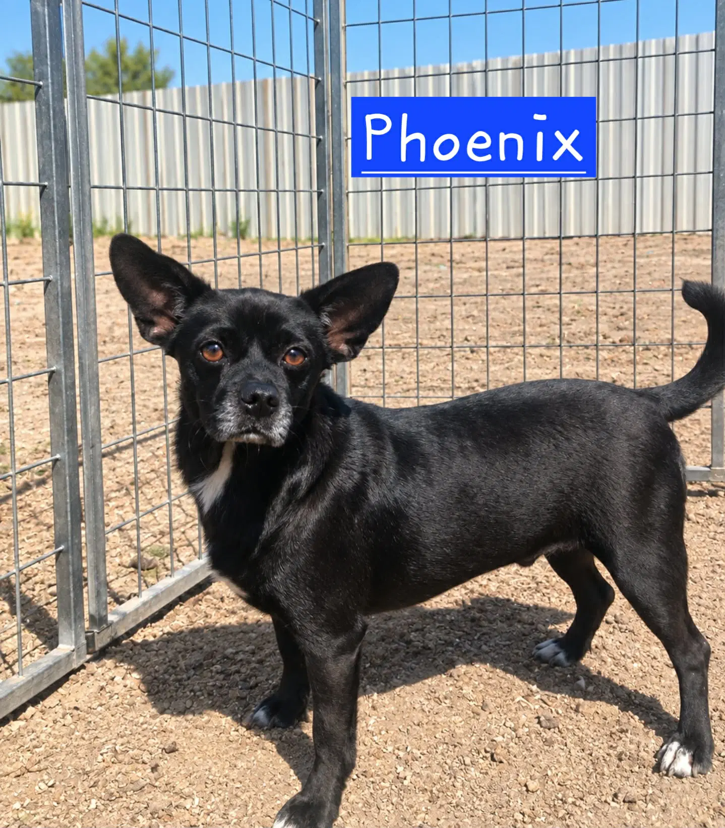 Phoenix image 2