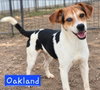 Oakland