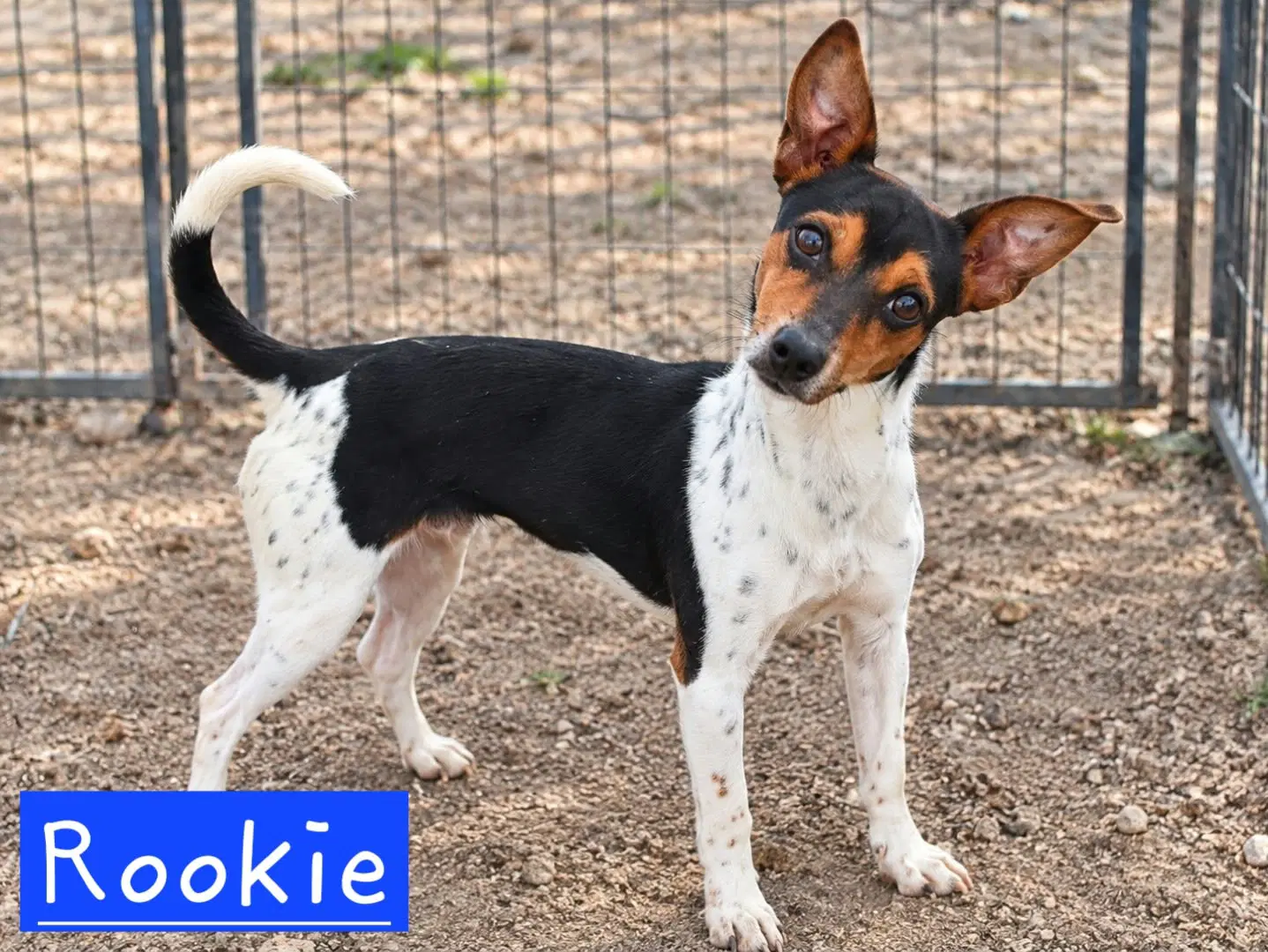 Rookie - Rat Terrier