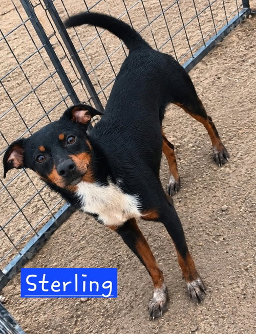 Sterling 2, an adoptable dog
