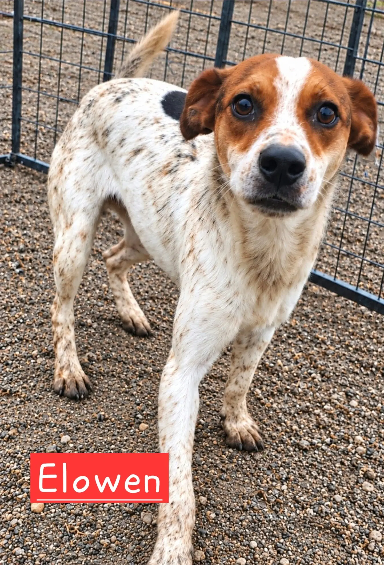 Elowen - Rat Terrier