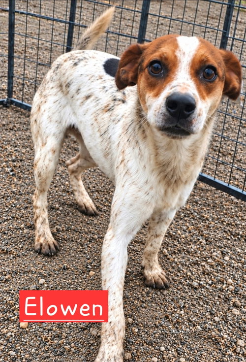 Elowen, an adoptable dog