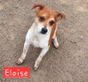 Eloise