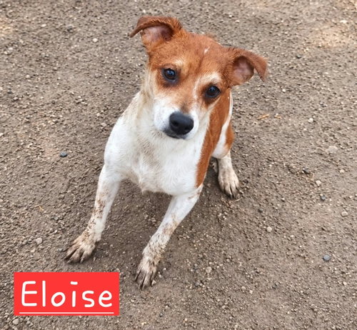 Eloise, an adoptable dog