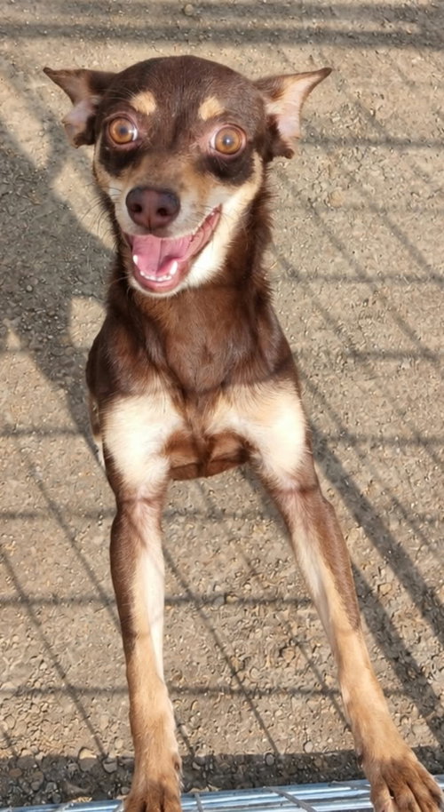 Mika Wazowski, an adoptable dog