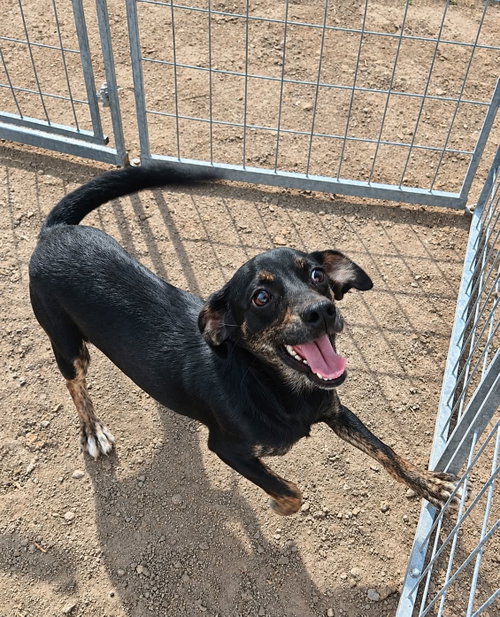 Sullivan, an adoptable dog