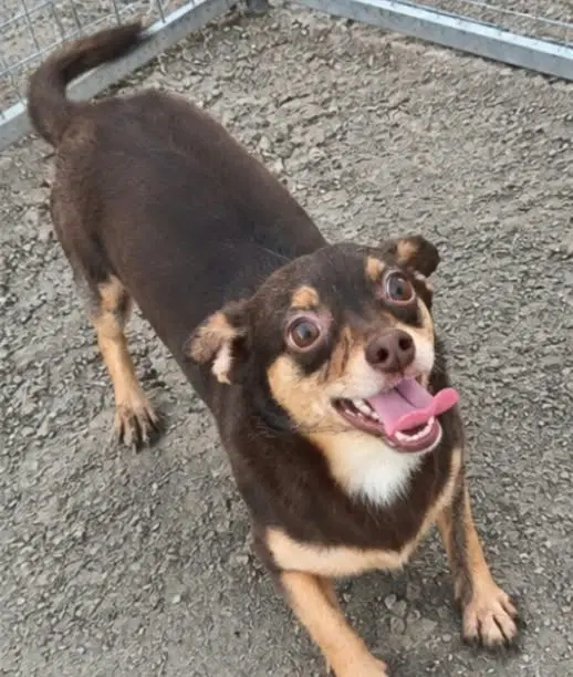 Celia - Chihuahua