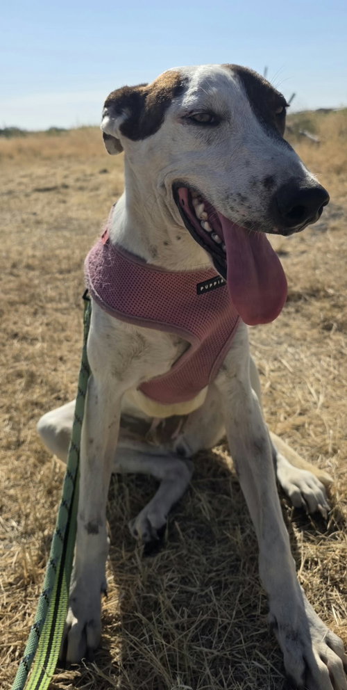 Wishbone, an adoptable dog