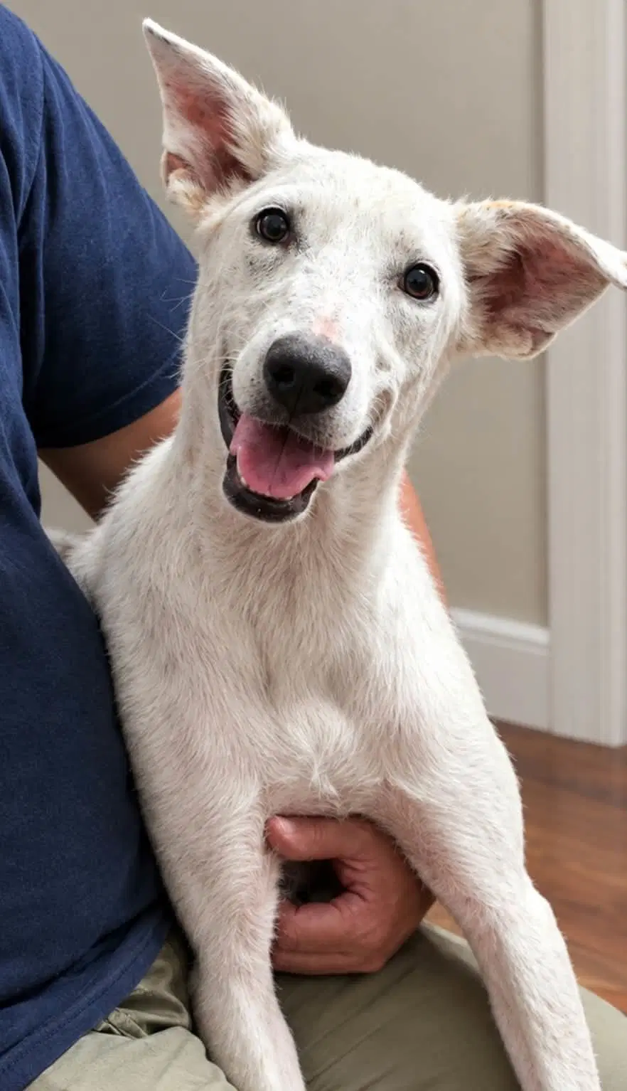 Clover Simone - Shepherd