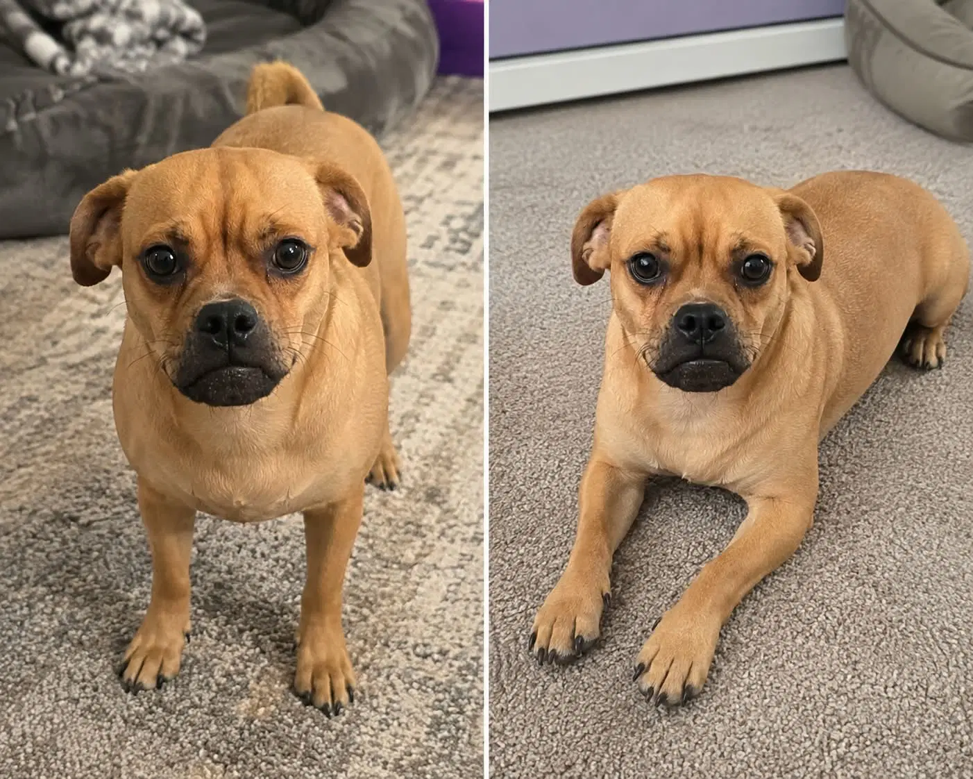 Harvey - Pug