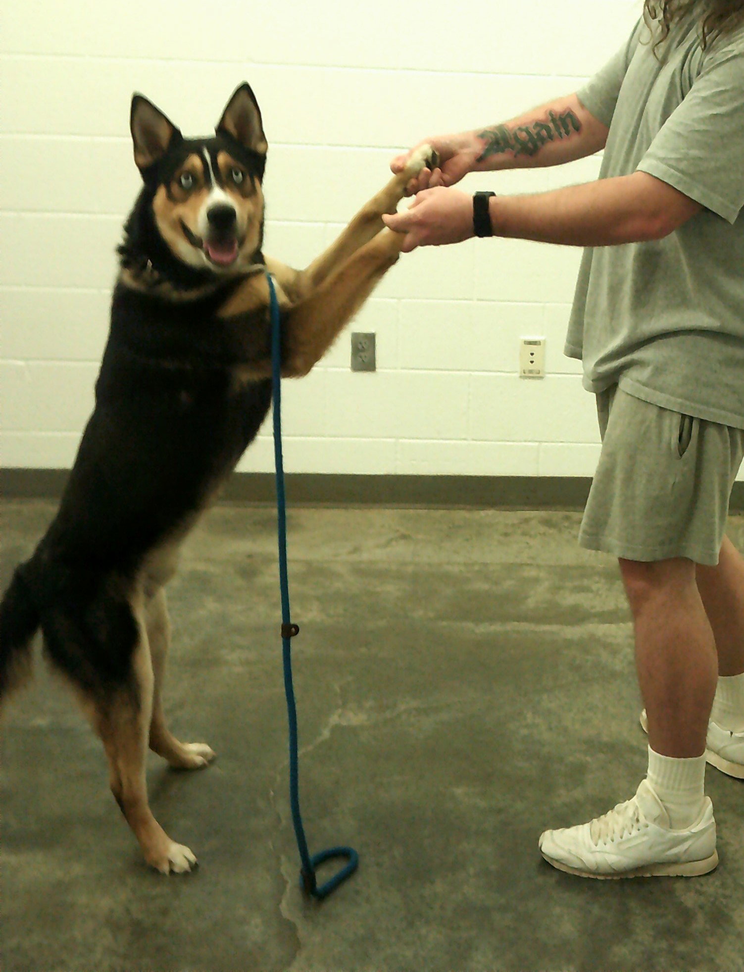 Dog for Adoption Wrangler, a Cattle Dog in Madison County, KY Alpha Paw