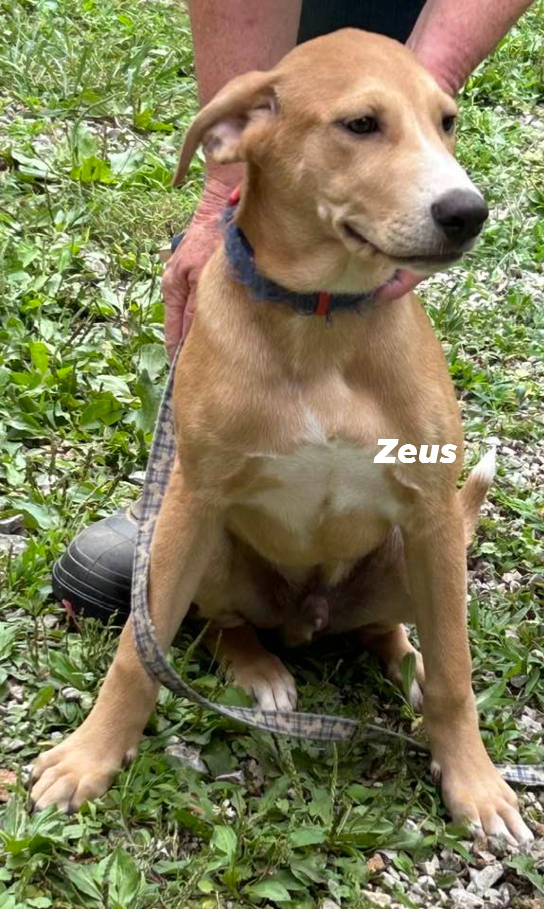 adoptable Dog in Frenchburg, KY named Zeus