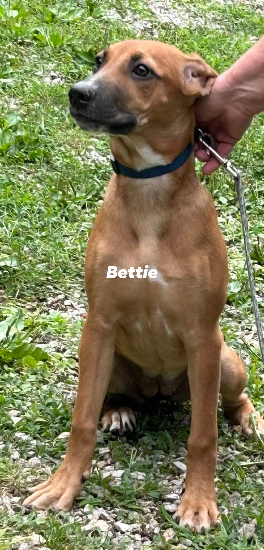 adoptable Dog in Frenchburg, KY named Bettie