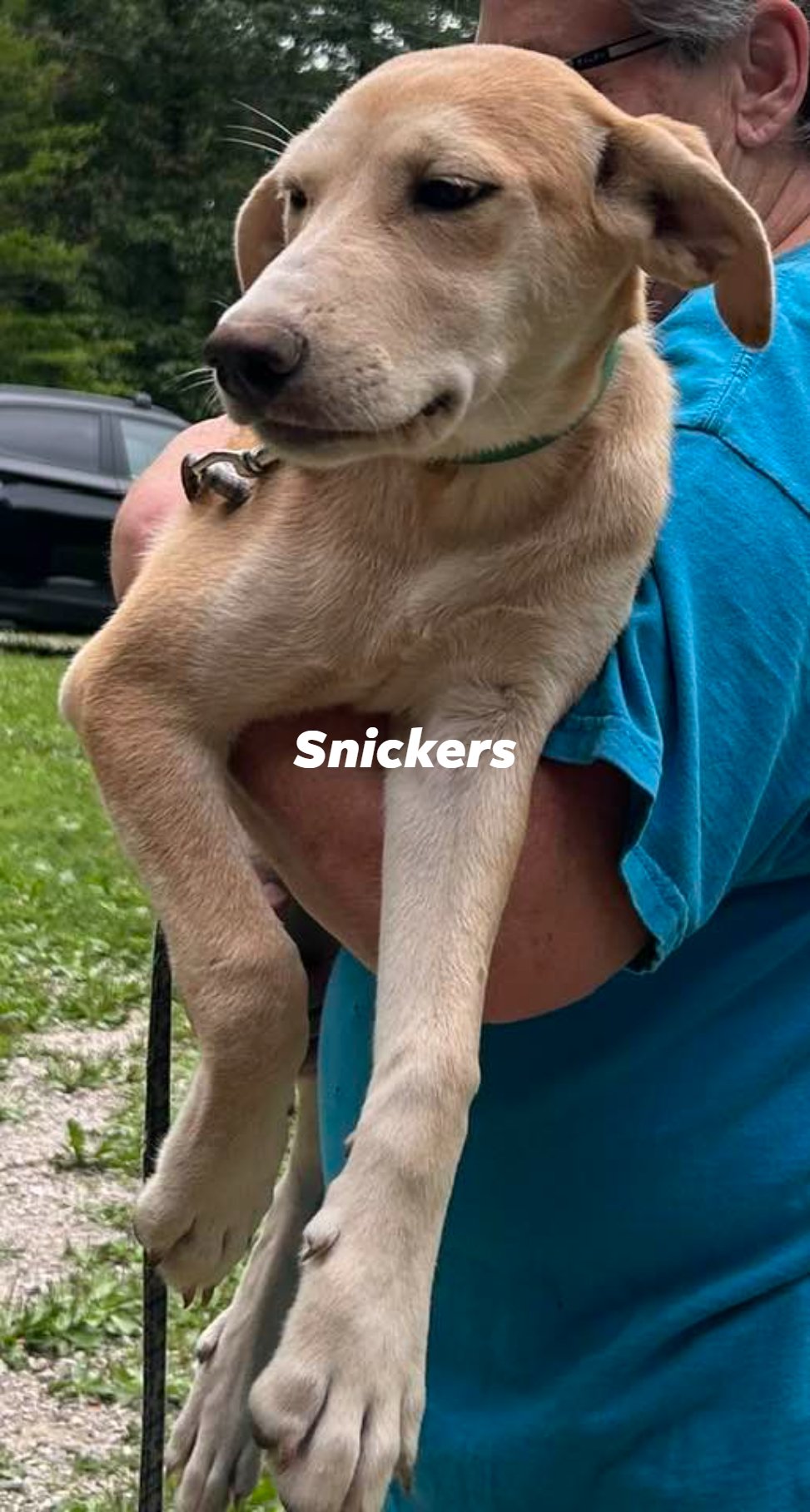 adoptable Dog in Frenchburg, KY named Snickers