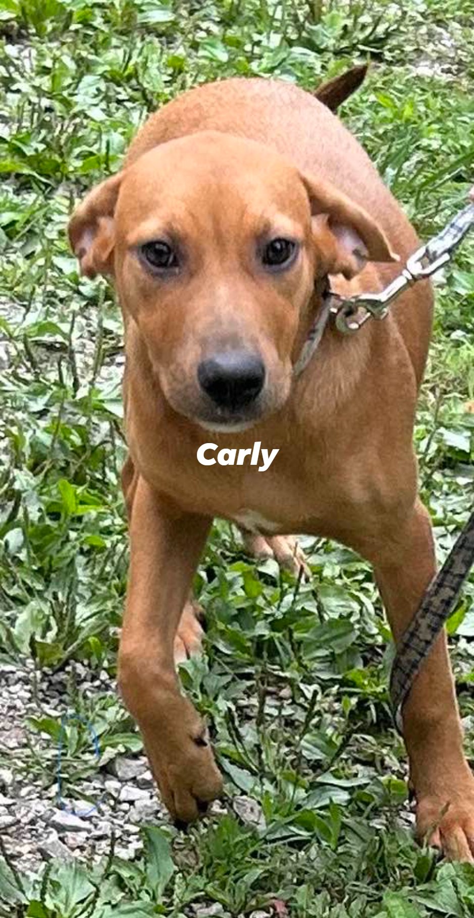 adoptable Dog in Frenchburg, KY named Carly