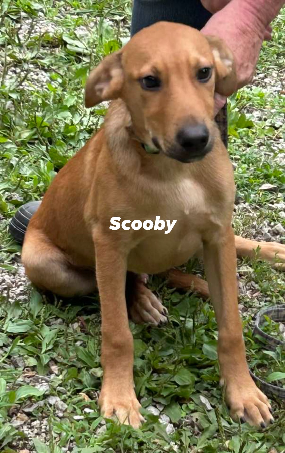 adoptable Dog in Frenchburg, KY named Scooby