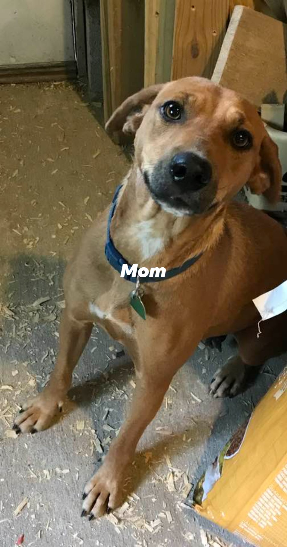 adoptable Dog in Frenchburg, KY named Molly