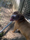 Roxie