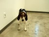 Waylon
