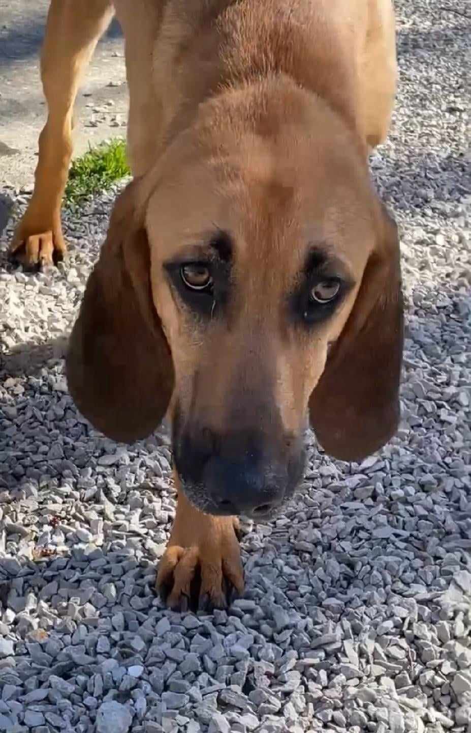 adoptable Dog in Frenchburg, KY named Tex
