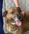oskar desperate! 1 yr in shelter!