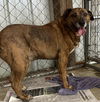 oskar desperate!  1 yr in shelter!