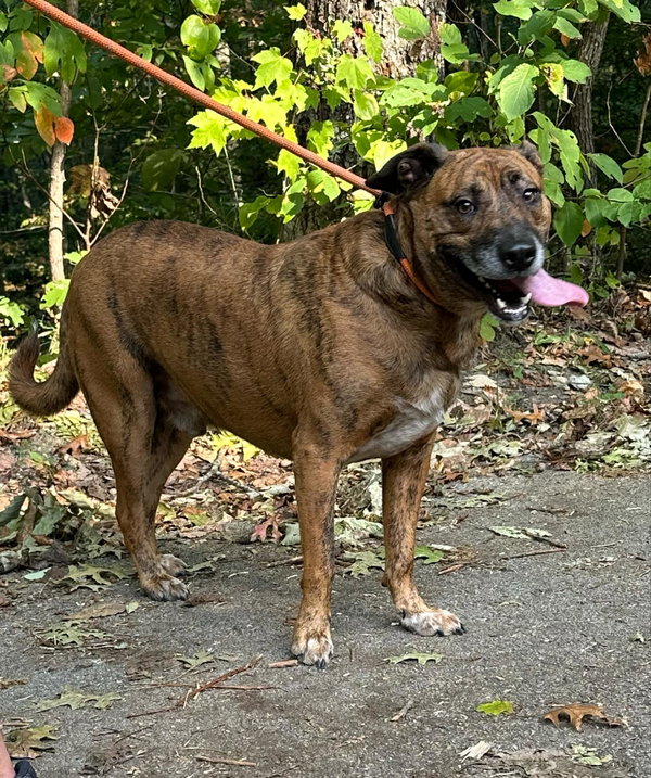 oskar desperate!  2 yr in shelter!