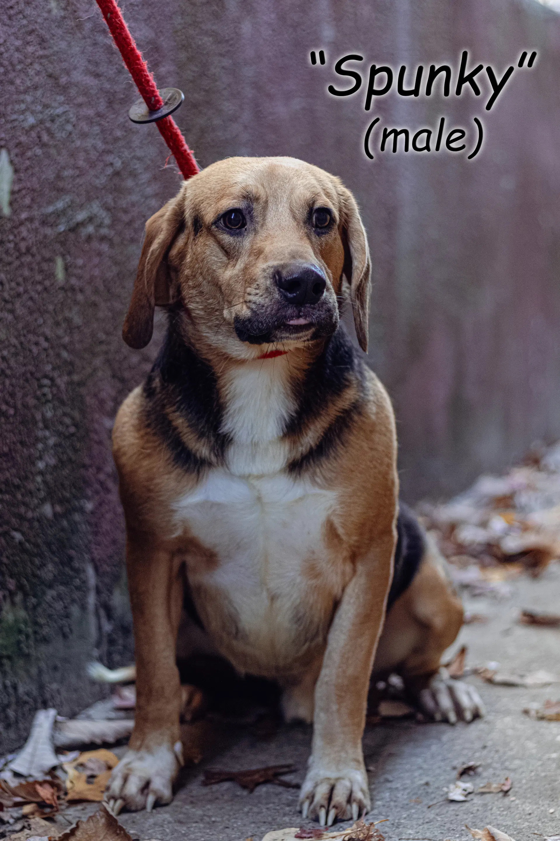 Spunky - Beagle