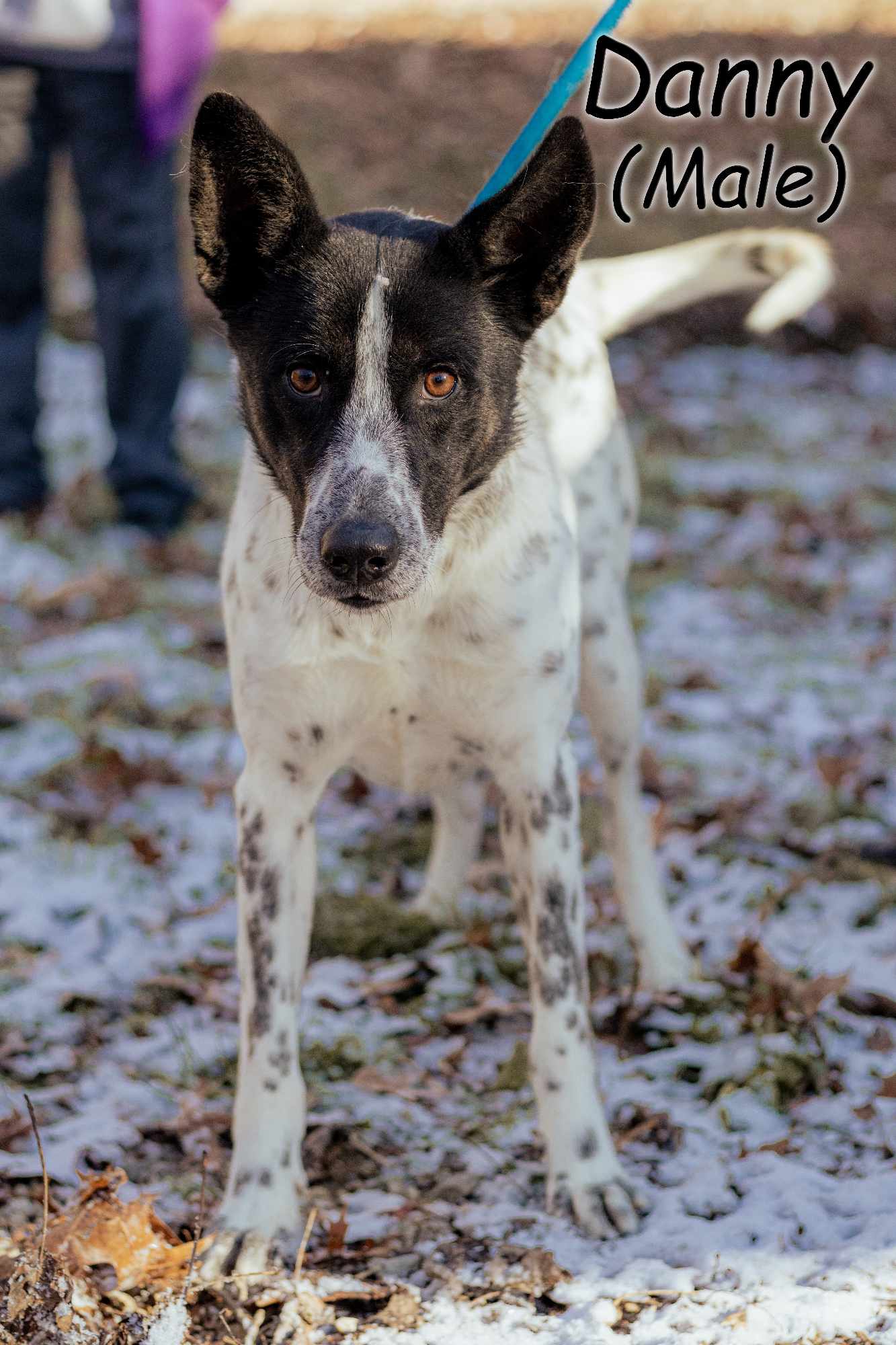 adoptable Dog in Frenchburg, KY named Danny