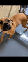 adoptable Dog in , KY named Tatum