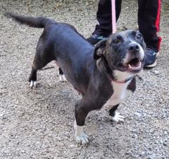 picture of the dog needing adoption