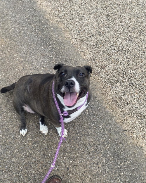 BIRDIE - Pit Bull Terrier / Basset Hound available for adoption