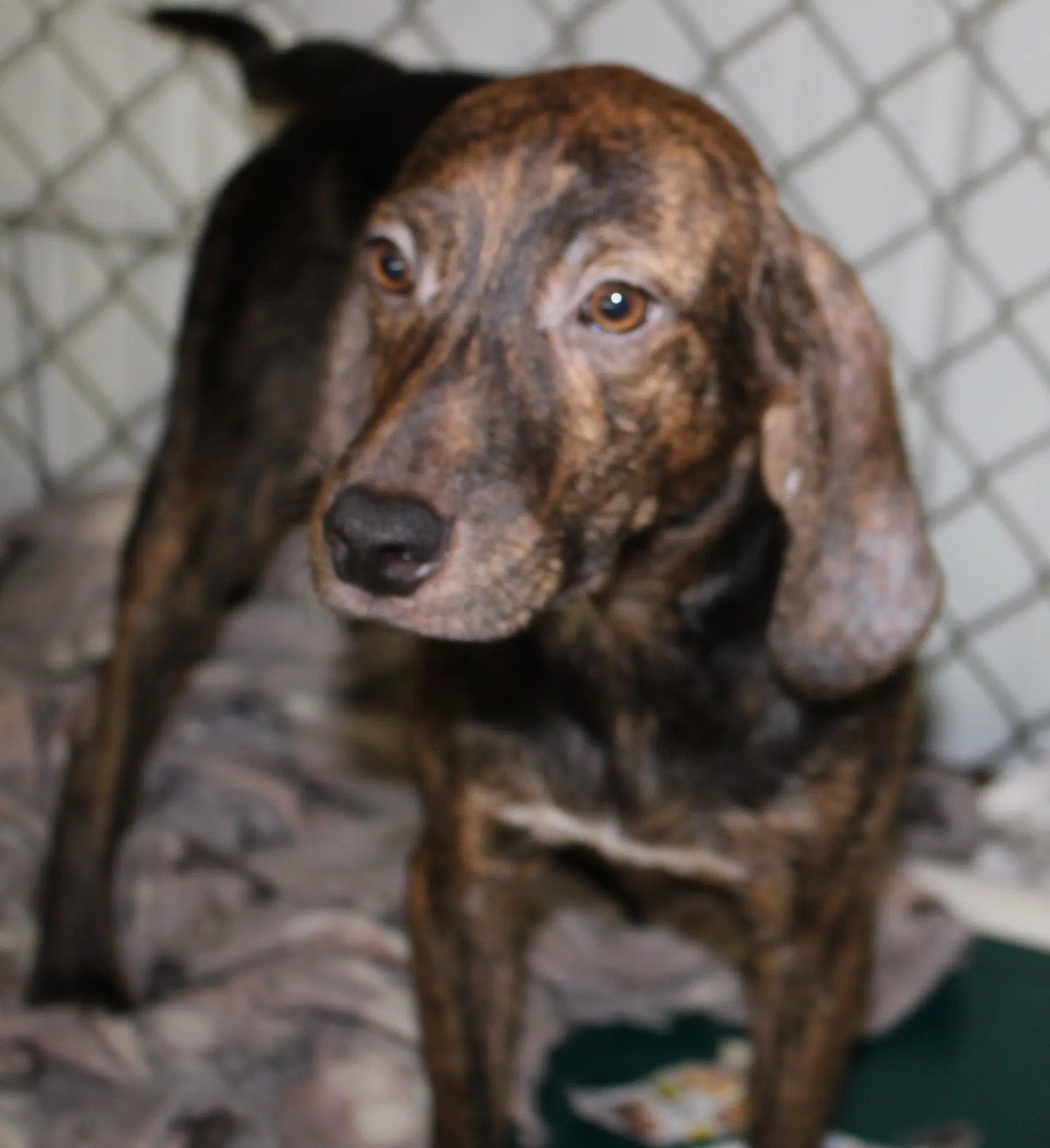 Harlan - Hound