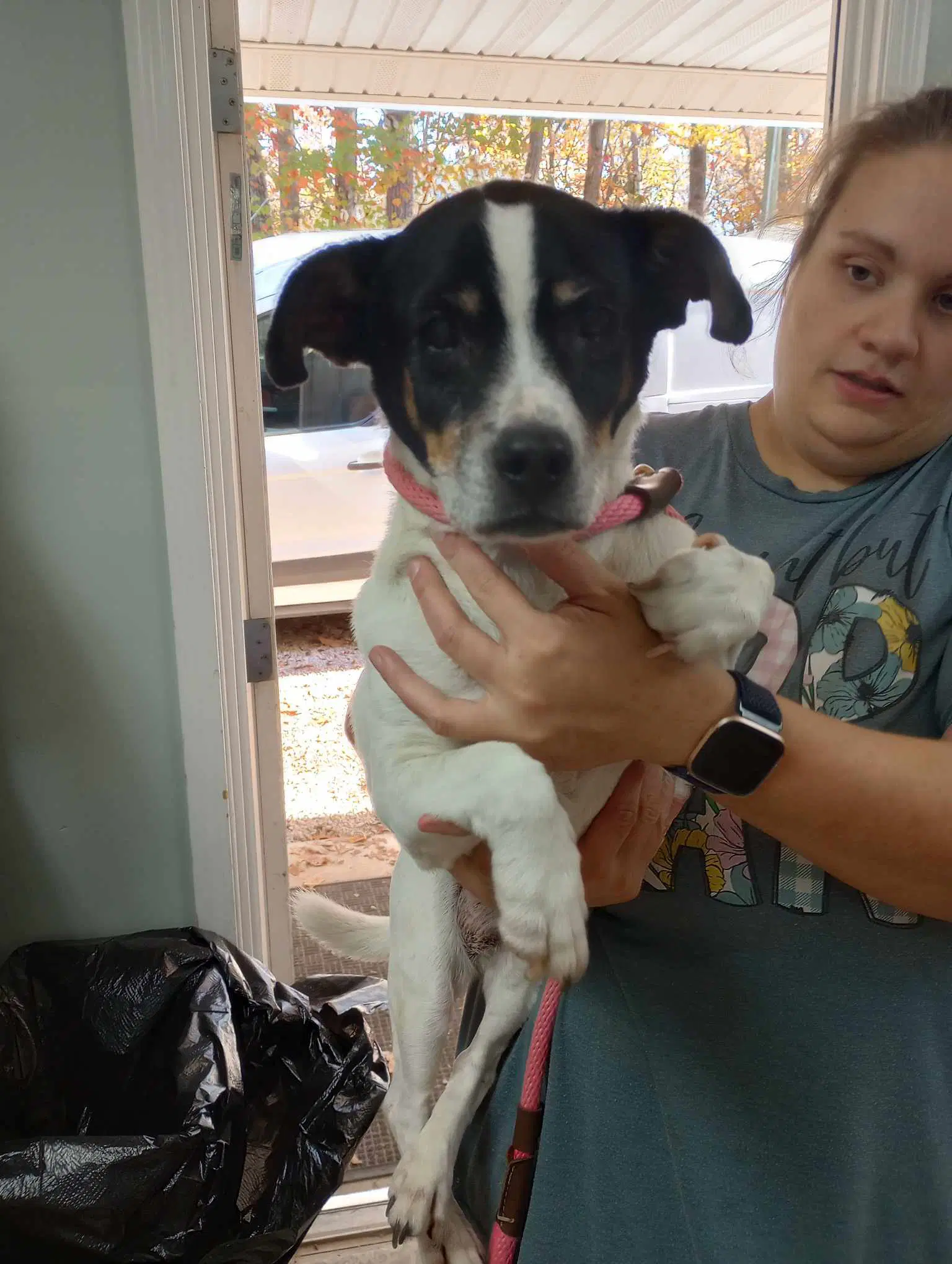 Silas - Jack Russell Terrier