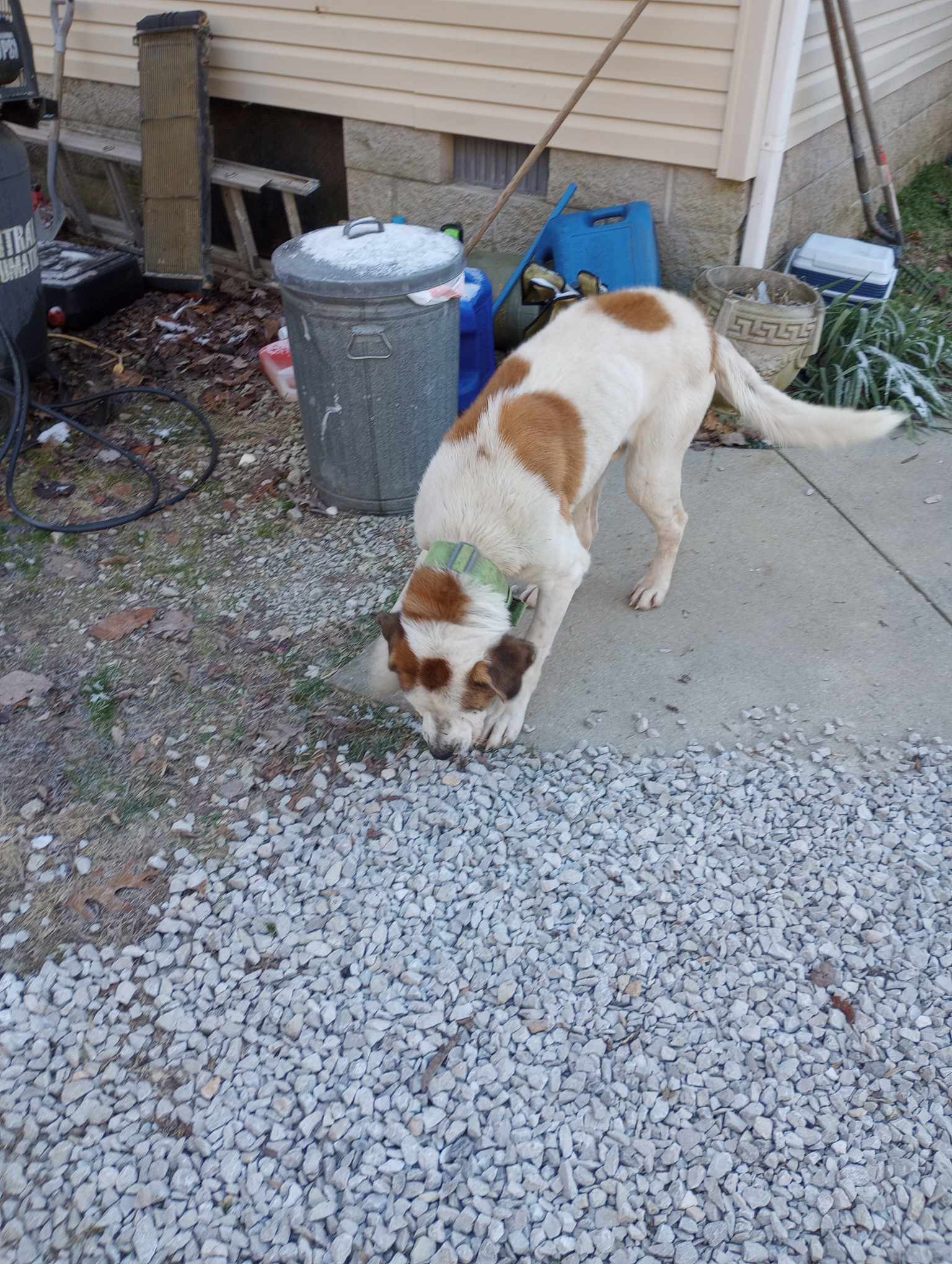 Bernie image 3