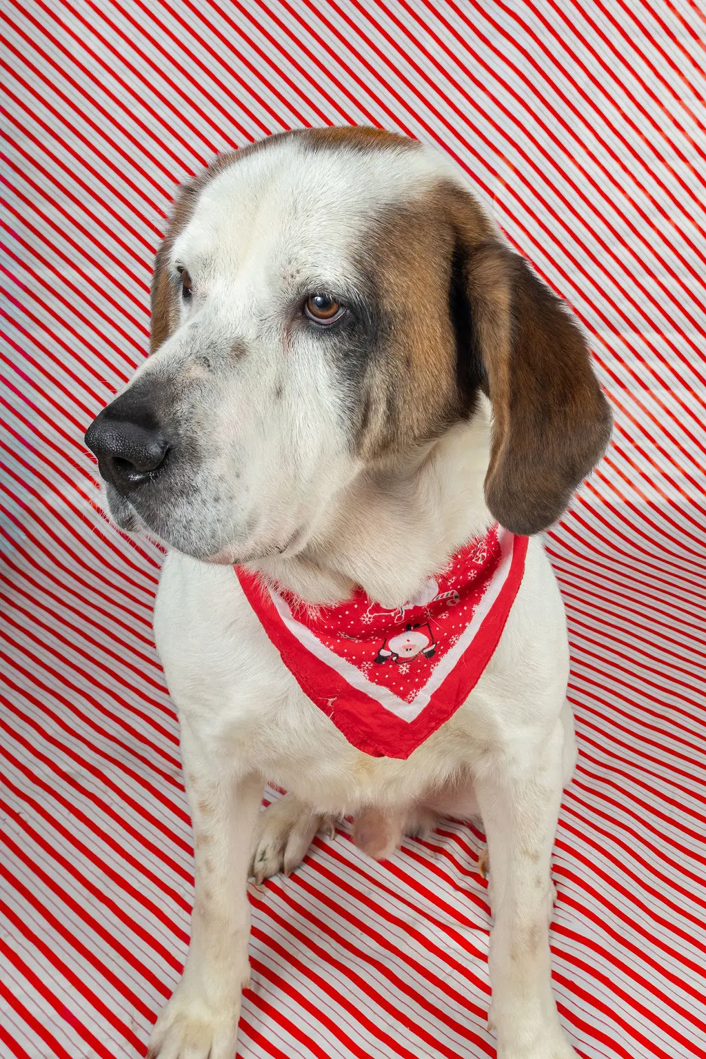 Bernie image 4